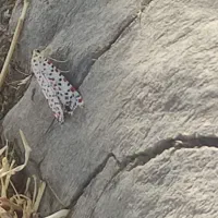 اجاره دستگاه جوجه کشی