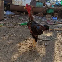 خروس لاری