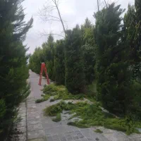 هرس گل.سم پاشی.شخم کود