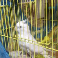 عروس هلندی آلبینو نر سخنگو دستی