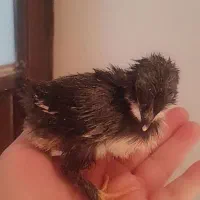 جوجه مرندی.برهما.گلین.ساده
