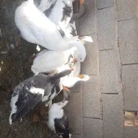 قوغاز وغاز