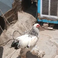 خروس برهما بزرگ