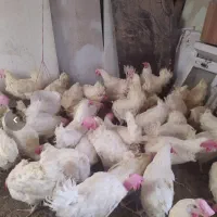 مرغ سفید  تخمگذار