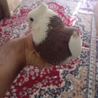 طوقی