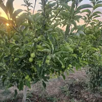باغچه