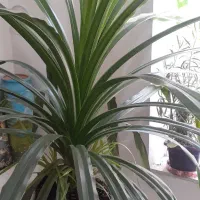 گل نخل مخصوص لابی هتل اداره جات