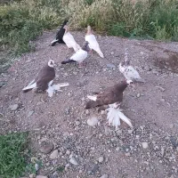 7عدد کبوتر  اهر