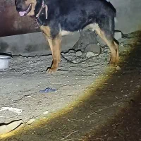 سگ‌گرگی