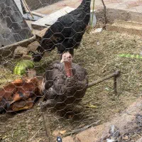 بوقلمون