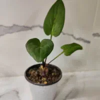 کاکتوس