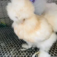 مرغ و خروس ابریشمی اورجینال