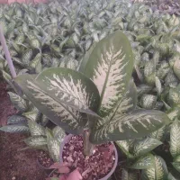 فروش عمده گل های آپارتمانی و زینتی