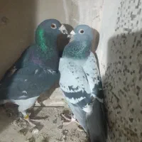 کفتر|پرنده|اشکذر, |دیوار