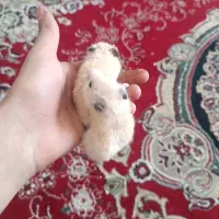 یک جفت همستر