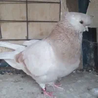 کبوتر قنار