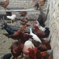 خروسس