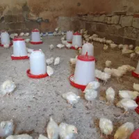 جوجه گوشتی راس ۳۰۸