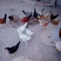 جوجه محلی بزرگ