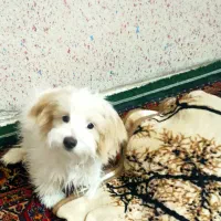 واگذای سگ یک سال وچهارماهه نر