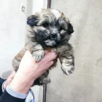 یک عددتوله شیتزو۴ ماهه نر