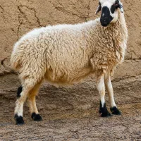 گوسفنده ابست جملزا