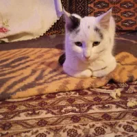 گربه خانگی