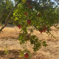 فروش-یک-قطعه-100متری-باغ-اناری