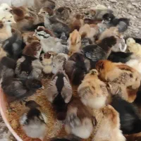 فروش جوجه مرغ گلپگانی