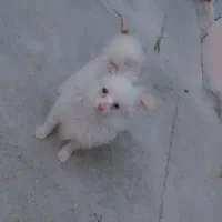 سگ پامر
