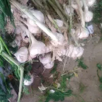 نیازمند به کارگر برای بسته بندی در سرد خانه