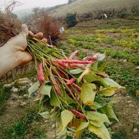 لوبیا سرخ پیله