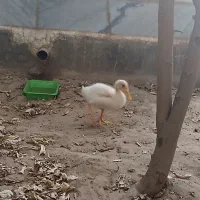 اردک 3ماهه