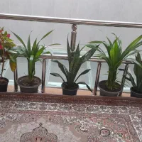 گلهای آپارتمانی