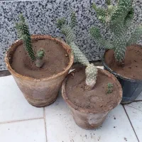 کاکتوس