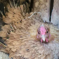 مرغ کک یا کرچ جهت جوجه کشی