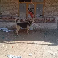 سگ ژرمن