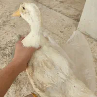 مرغابی
