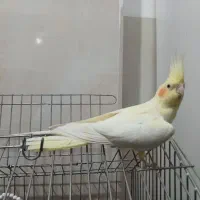 عروس هلندی ماده