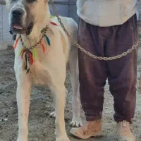 سگ الابای روسی1ساله نر نگهبان ژرمن سراب گله ای