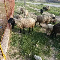 ۱۵ راس میش بره دار