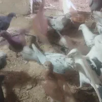 ۳۱ عدد کبوتر پرشی
