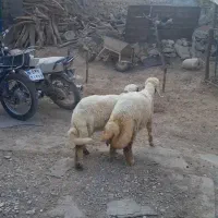 بره ماده سنجابی با اصالت