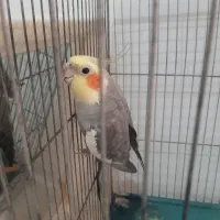 عروس هلندی
