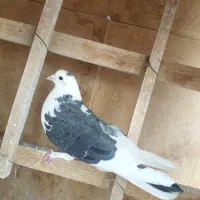 کفتر جوجه خوب