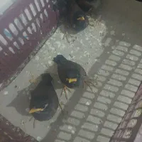 چهار عدد مرغ مینا جوجه سه ماهه