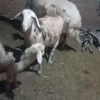 میش پلنگی