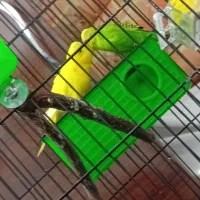 مرغ عشق هلندی جفت