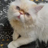 جنتلمنی به اسم پشمک  یک ساله