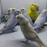 مرغ عشق رینبو اسپانگل رنگین کمانی